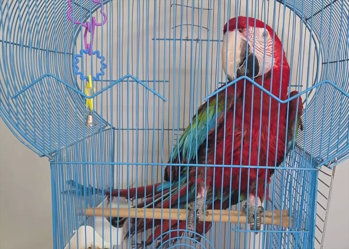 İpsala\'da Kaçak 3 Papağan Ele Geçirildi