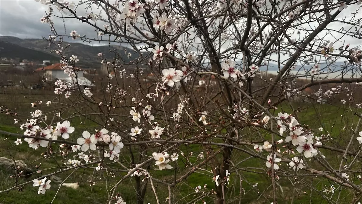 Isparta\'da Badem Ağaçları Çiçek Açtı