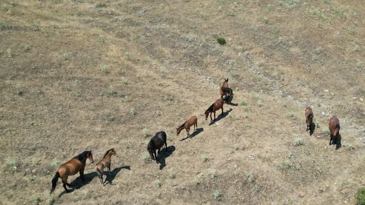 Yılkı Atları Dronla Görüntülendi