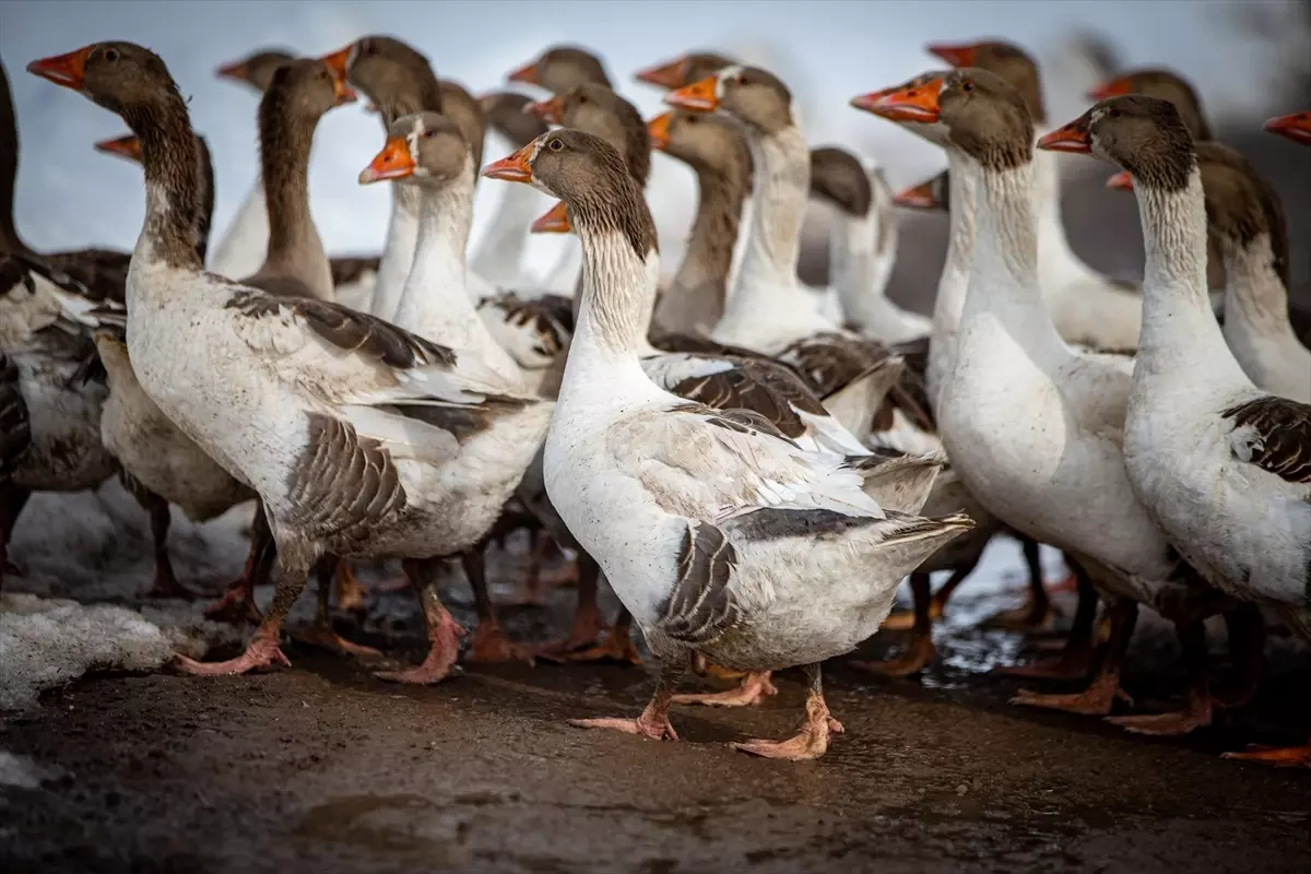 İstanbul\'dan Köye, Başarıya Giden Yol