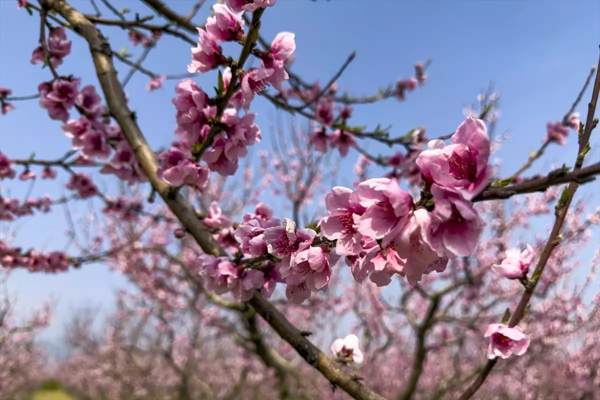 Selçuk\'ta Şeftali Ağaçları Çiçek Açtı