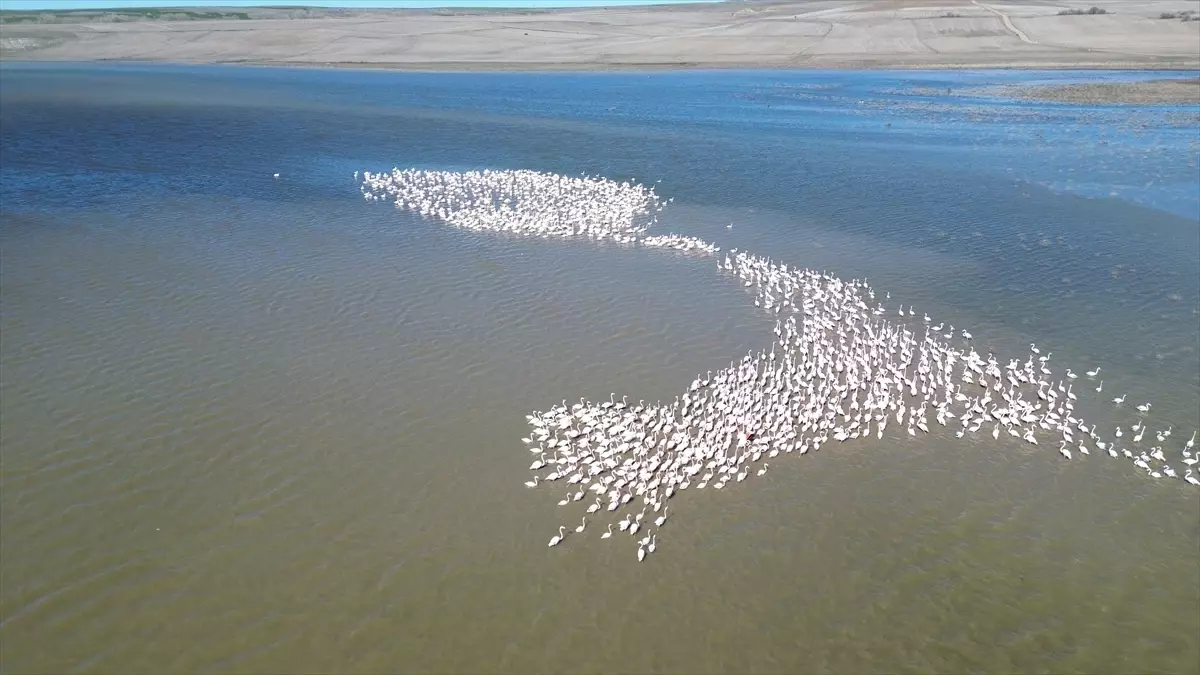 Jandarma flamingolar için 24 saat mesaide