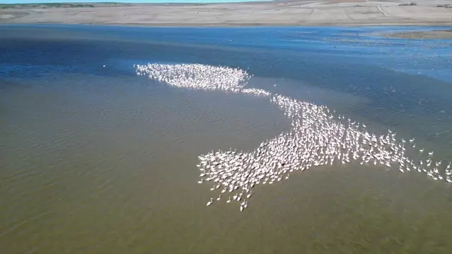 Jandarma flamingolar için 24 saat mesaide