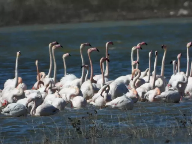 Jandarma, Gelingüllü Barajı'nda 24 saat mesaide