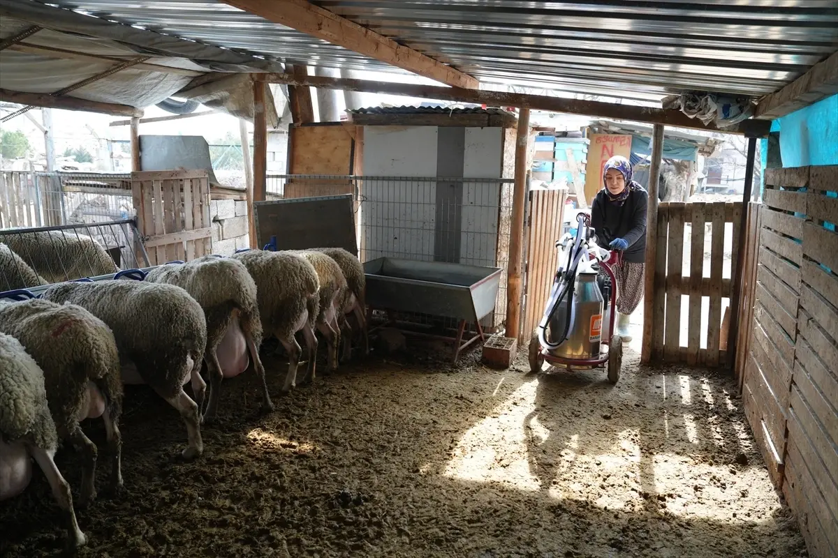 Hayvancılıkla Başarıya Ulaşan Nurcan Göçmen