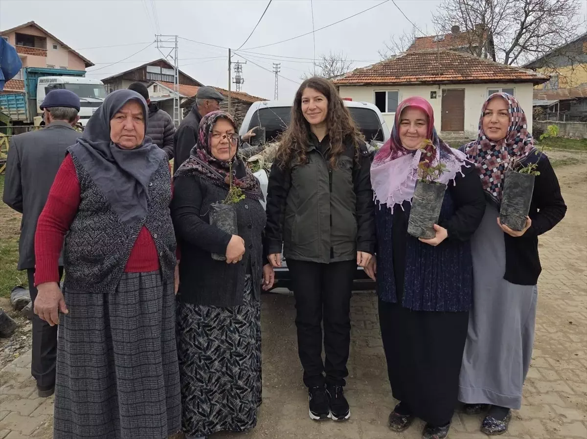 Eflani\'de 2 Bin Fidan Dağıtıldı