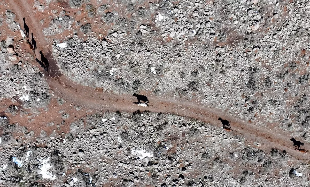 Yılkı Atları Karacadağ\'da Görüntülendi