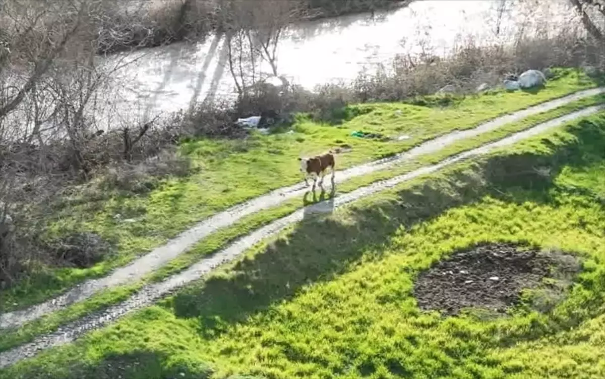 Kaybolan buzağı dron ile bulundu