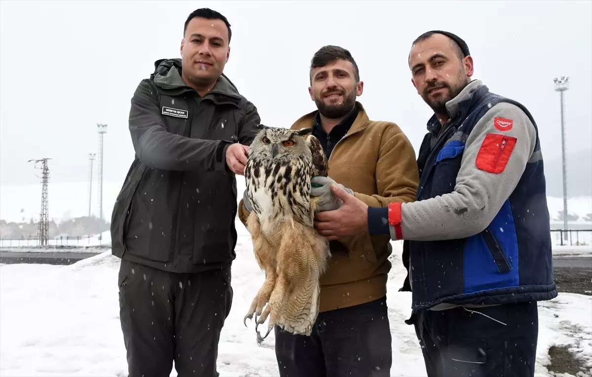 Yaralı Baykuş Tedavi Edildi