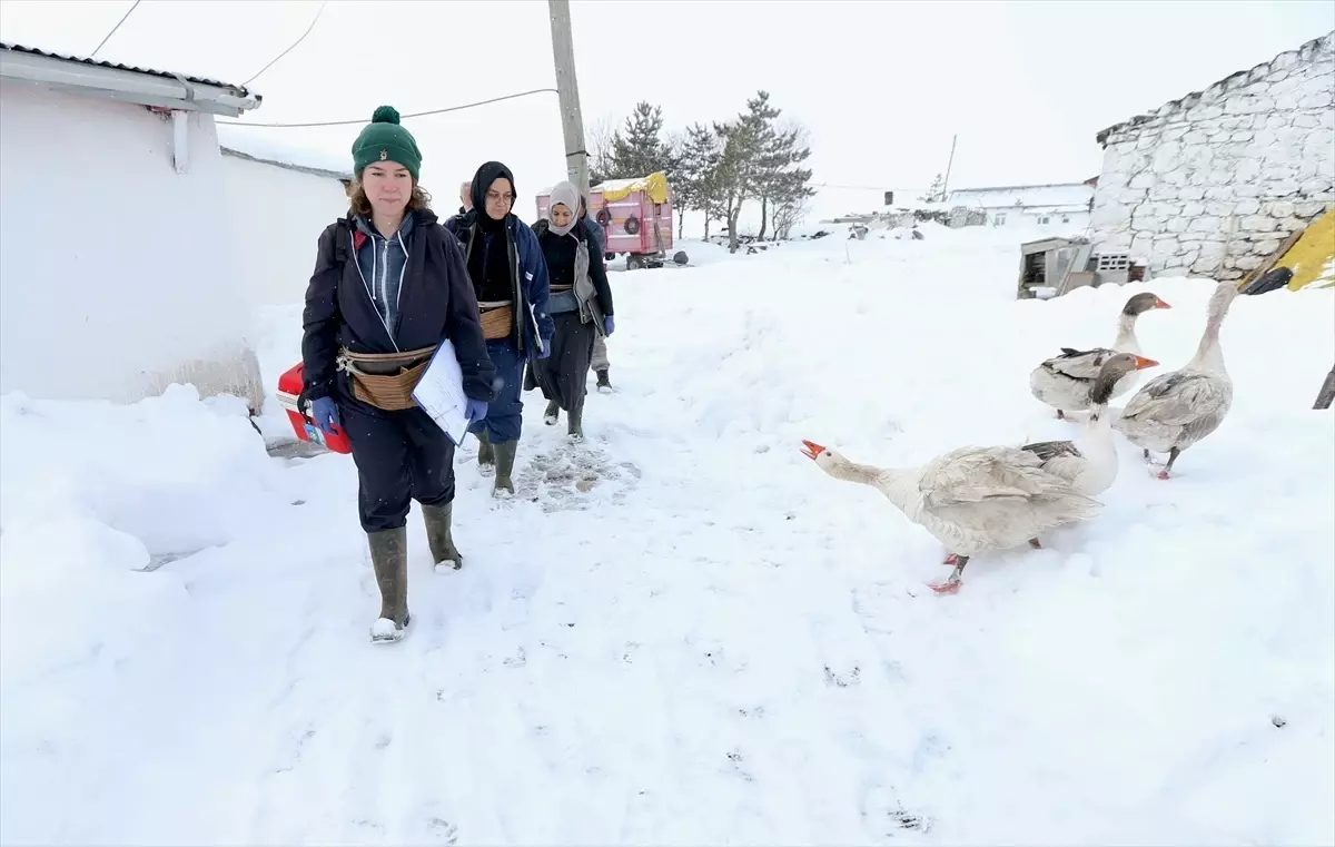 Kars\'ta Kadın Veterinerlerin Özverili Aşı Çalışmaları