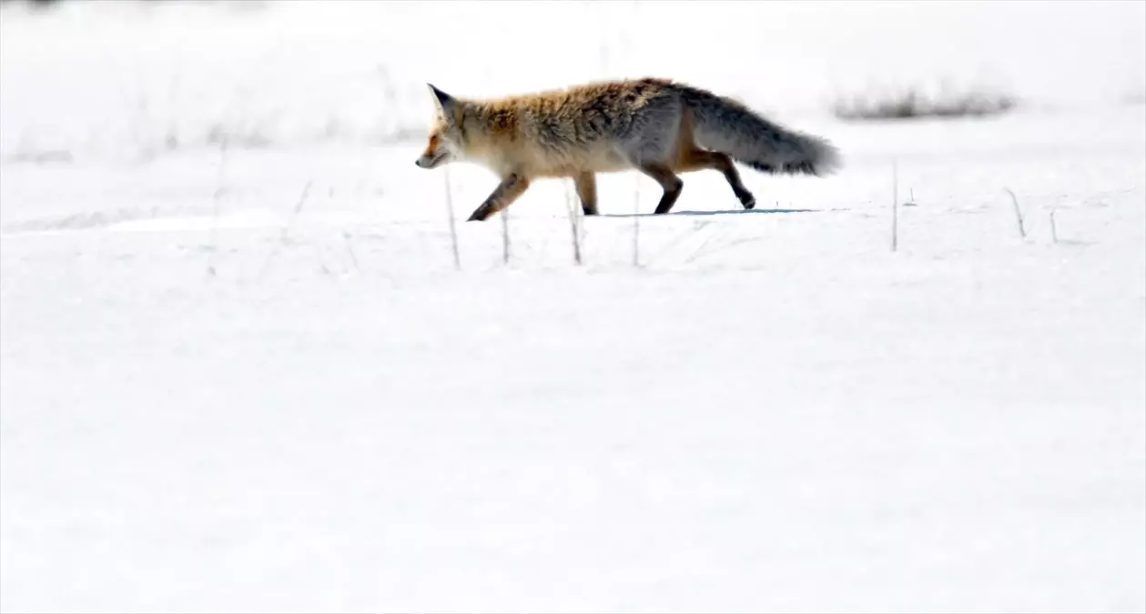 Yaban Hayvanları Kışın Zorluklarıyla Mücadele Ediyor