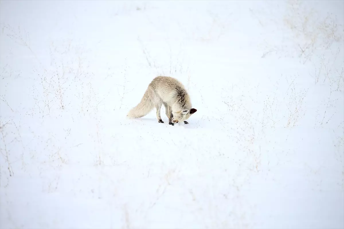 Kars\'ta Kızıl Tilkiler Av Peşinde