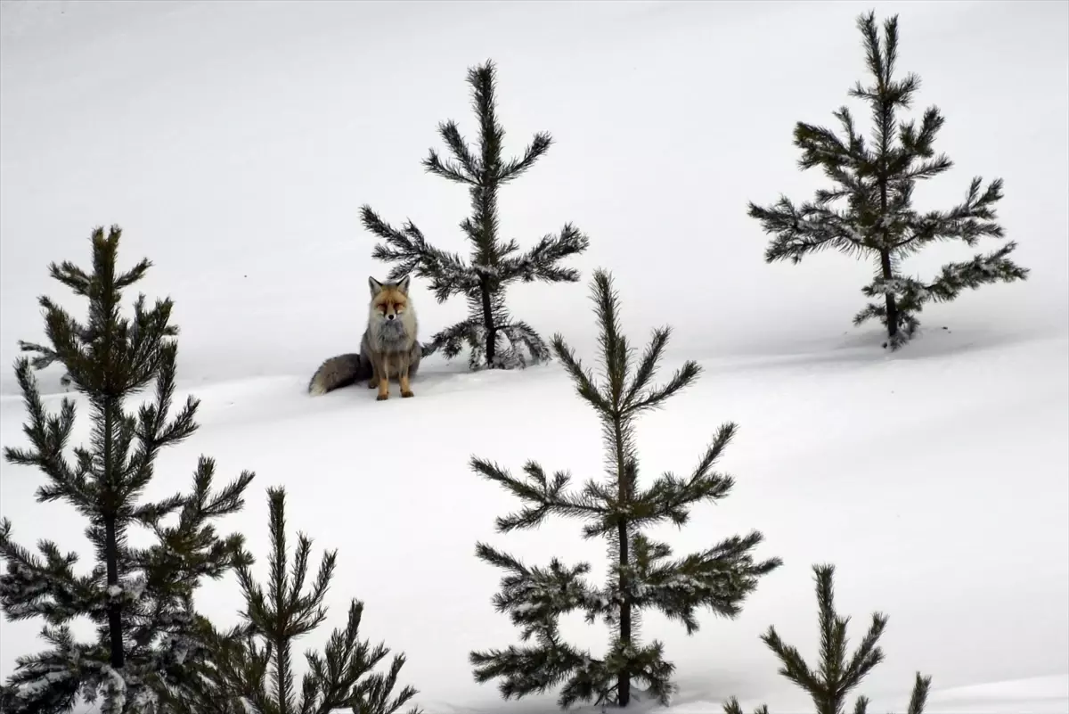Kars\'ta Yiyecek Arayan Kızıl Tilkiler