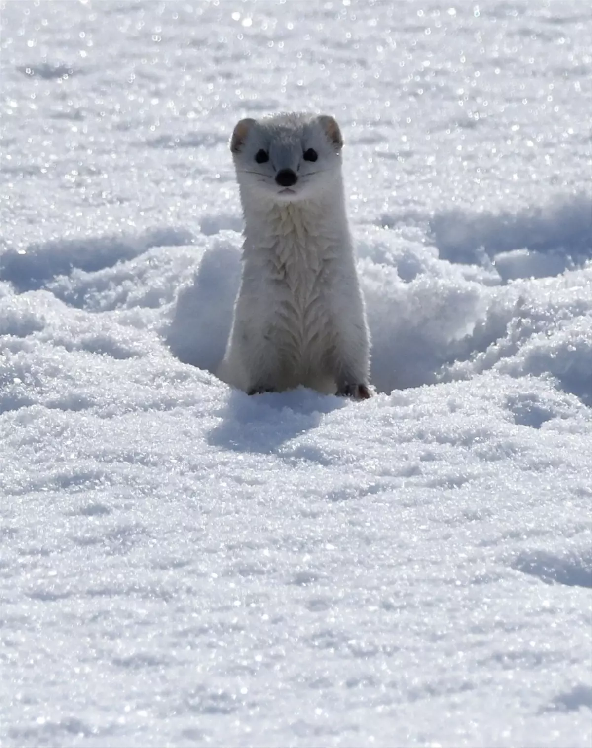 Kars\'ta Nadir Görülen Beyaz Gelincik Görüntülendi