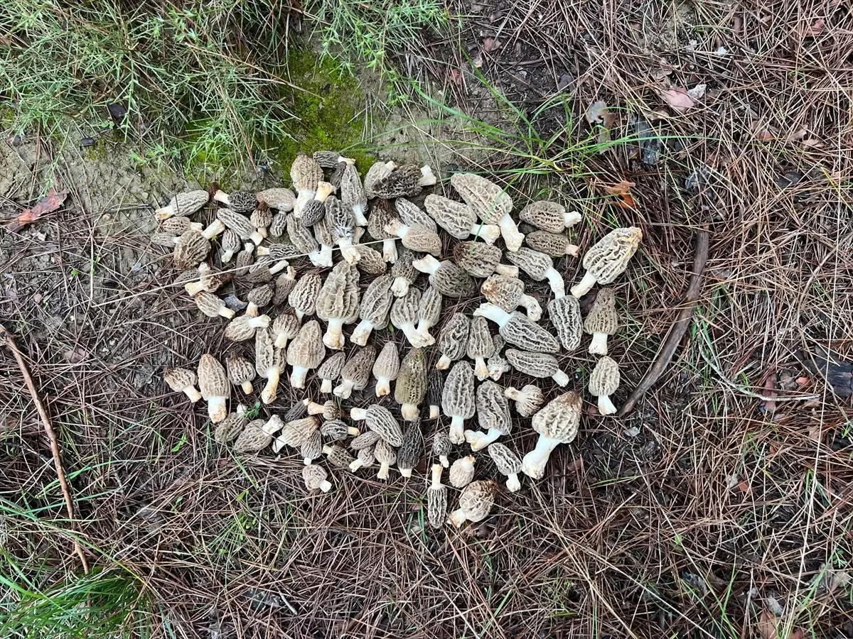 Kuzugöbeği Mantarında Toplama Sezonu Başladı