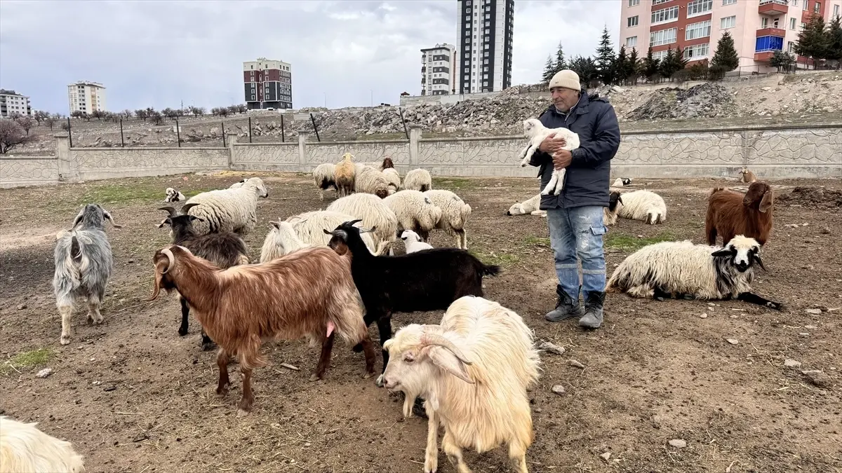 Yabani Hayvan Saldırısı: 6 Keçi Telef Oldu