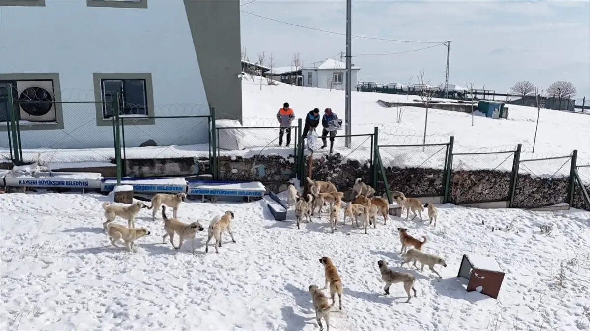 Kayseri\'de Sokak Hayvanlarına Yem Bırakıldı