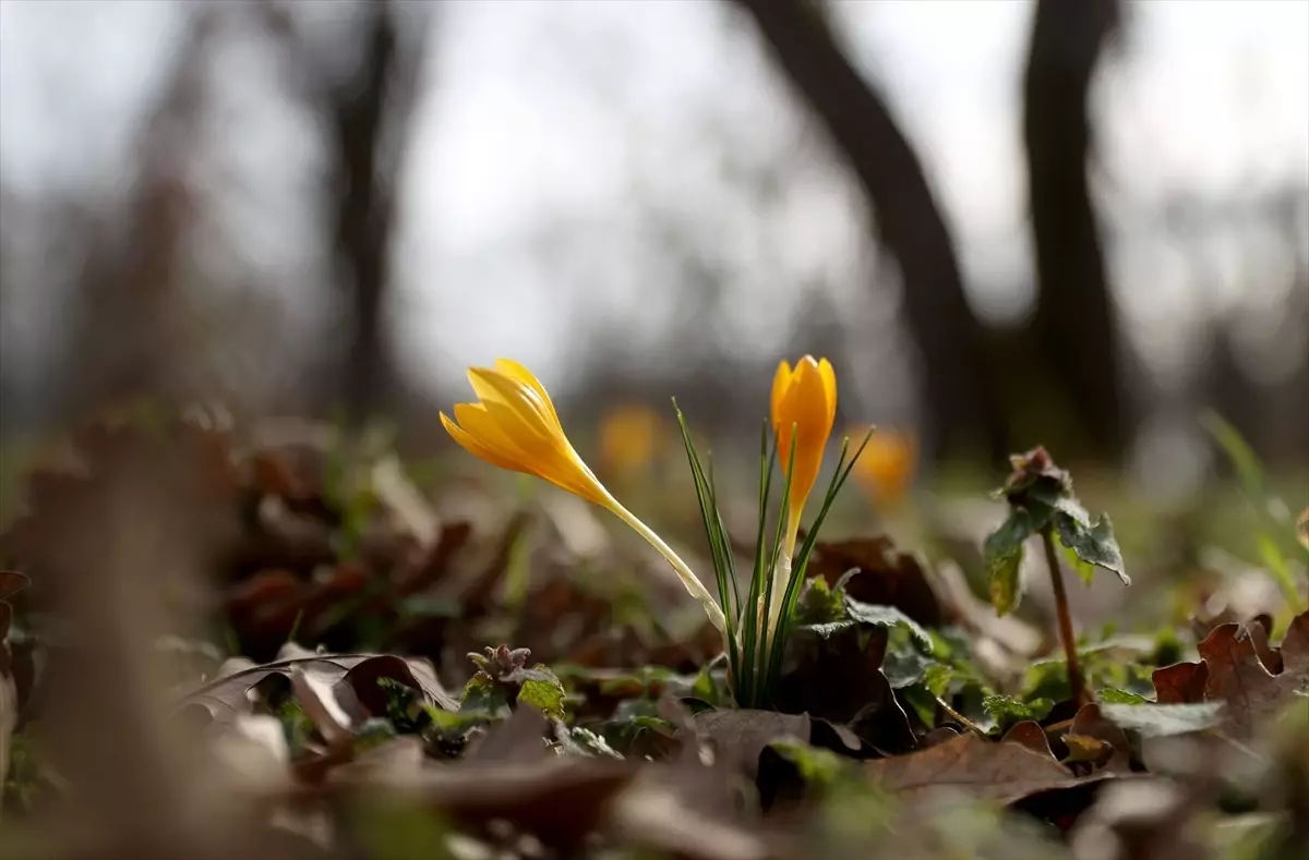 Istranca Dağları\'nda Bahar Ziyafeti