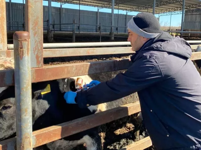 Kırklareli’nde Büyükbaş Hayvanlara Aşı