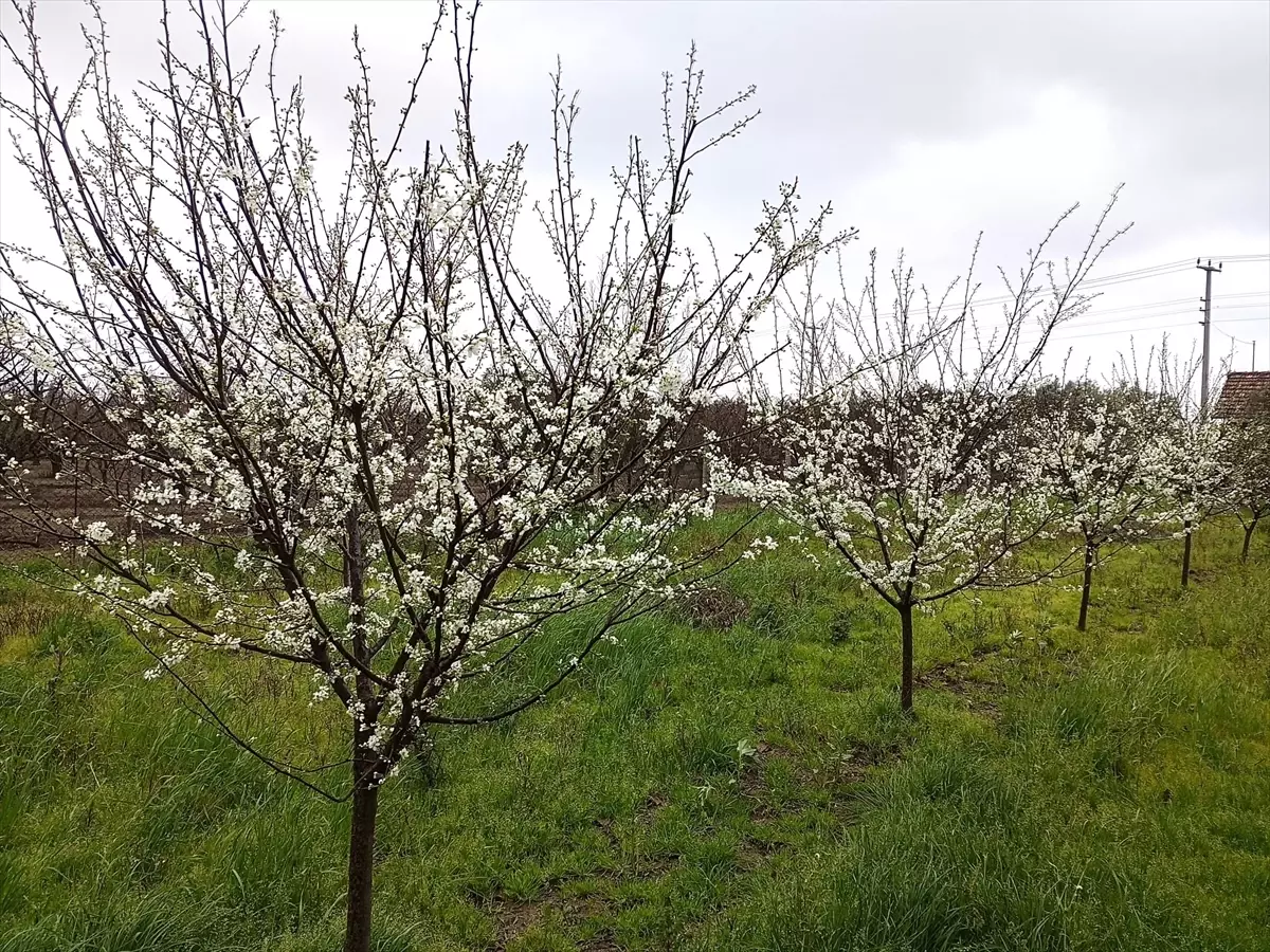 Karamürsel\'de Erik Ağaçları Çiçek Açtı