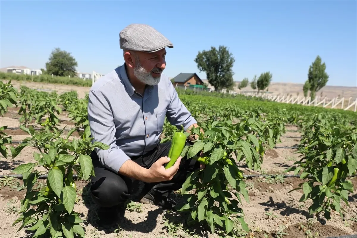 Ücretsiz Biber Tohumu Desteği
