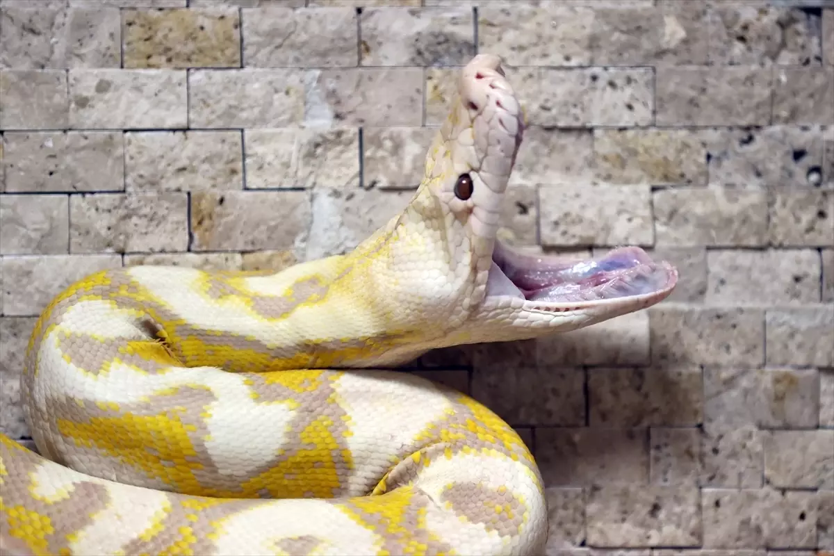 Konya\'da Albino Pitonlar İlgi Odağı