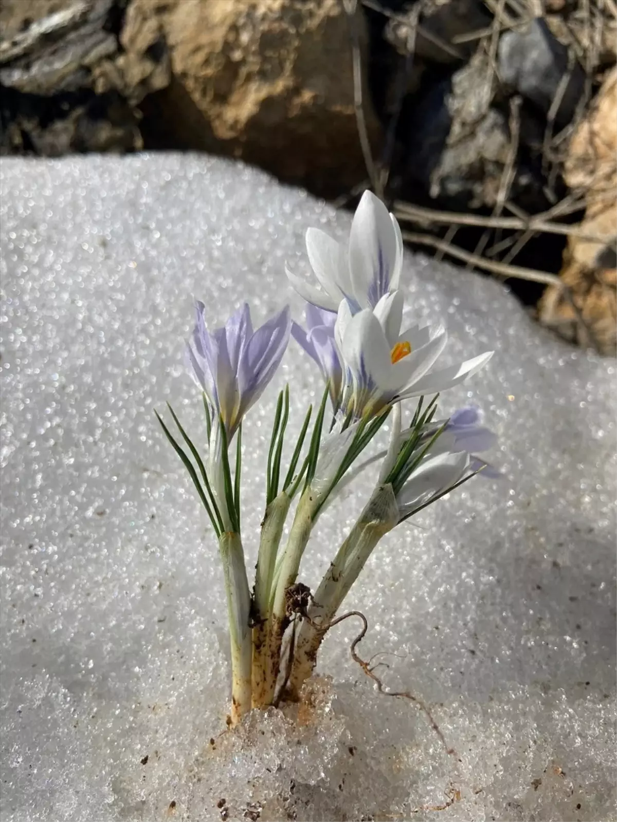 Doğanşehir\'de Çiğdem Çiçekleri Açtı