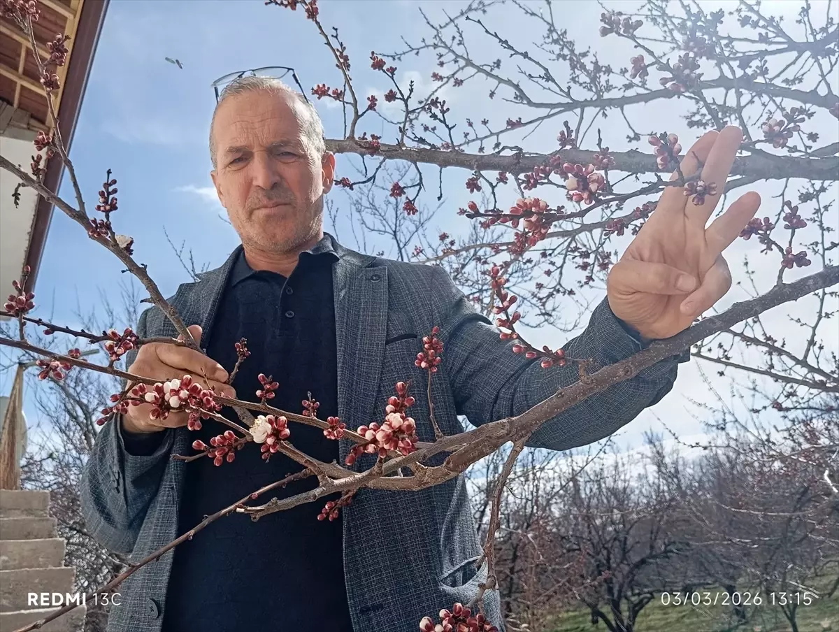 Kale\'de Kayısı Ağaçları Çiçek Açtı