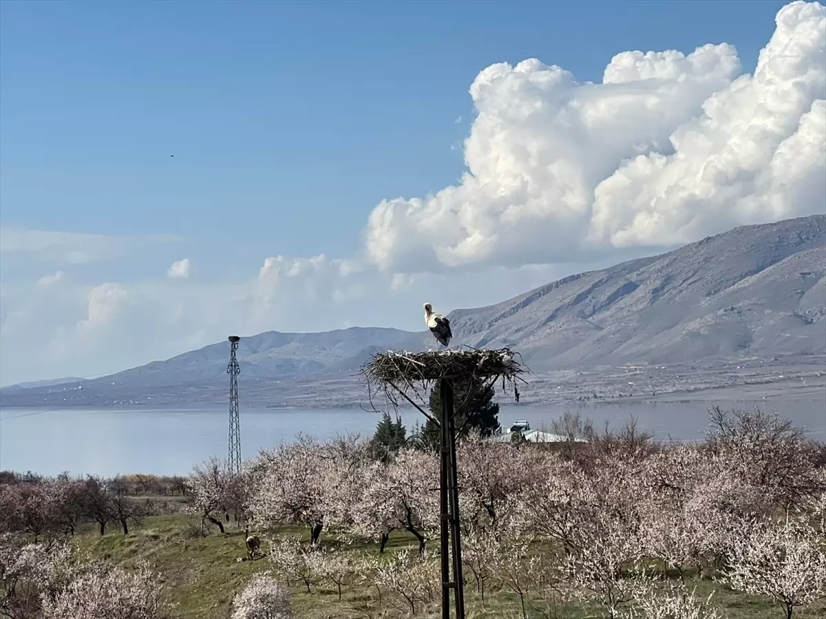 Leylekler Kale\'ye Döndü
