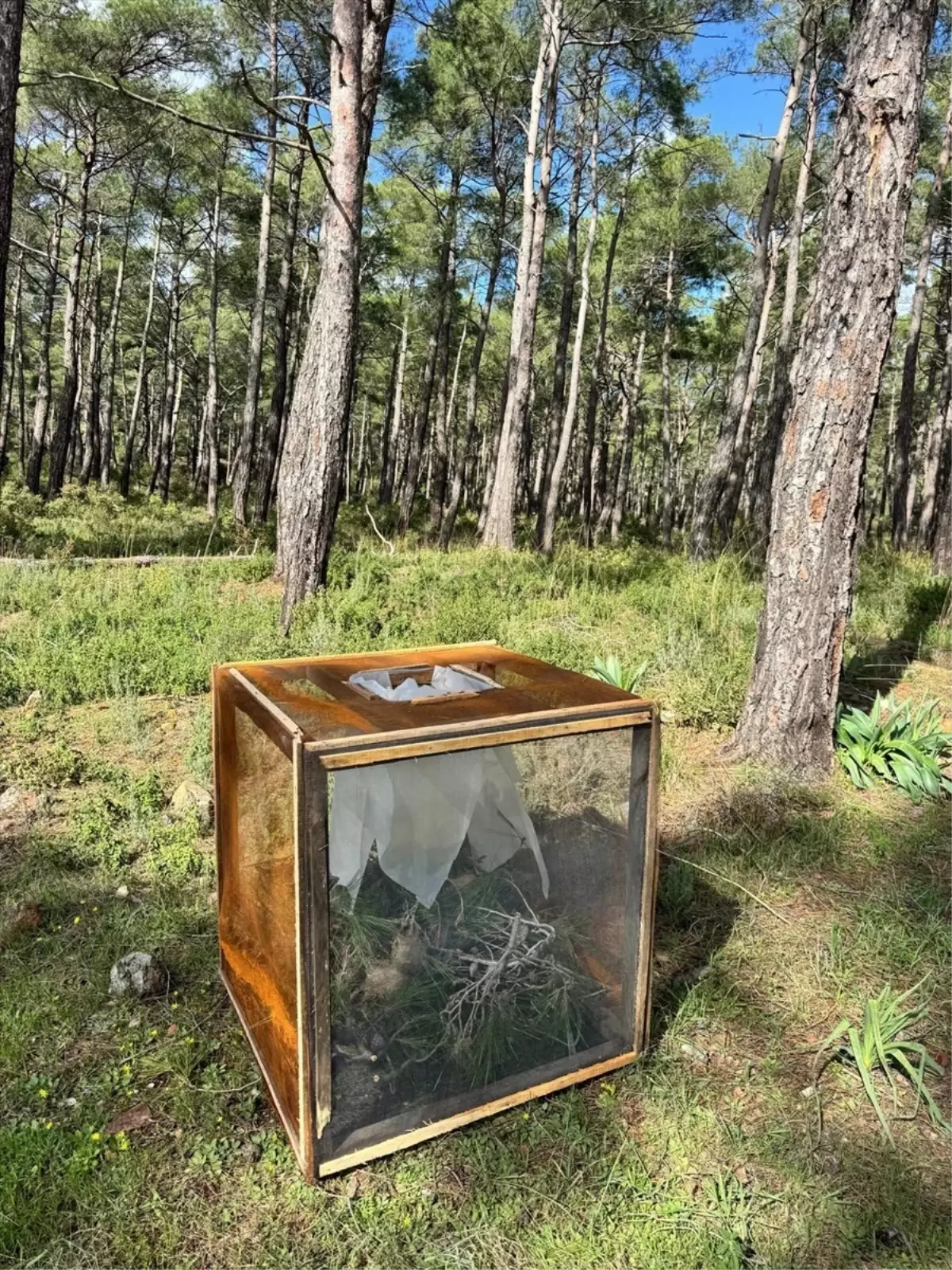 Marmaris\'te Çam Kese Böceğiyle Mücadele