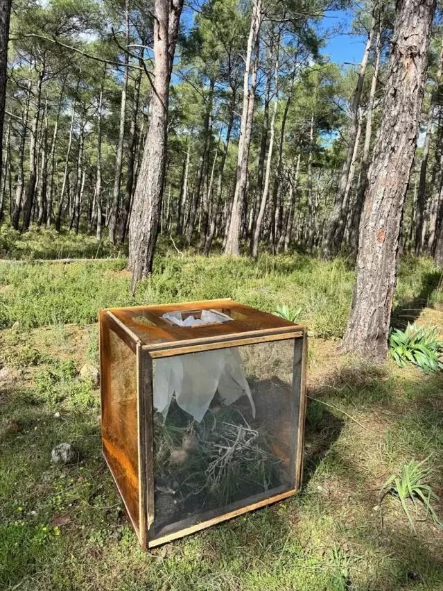 Marmaris’te Çam Kese Böceğiyle Mücadele