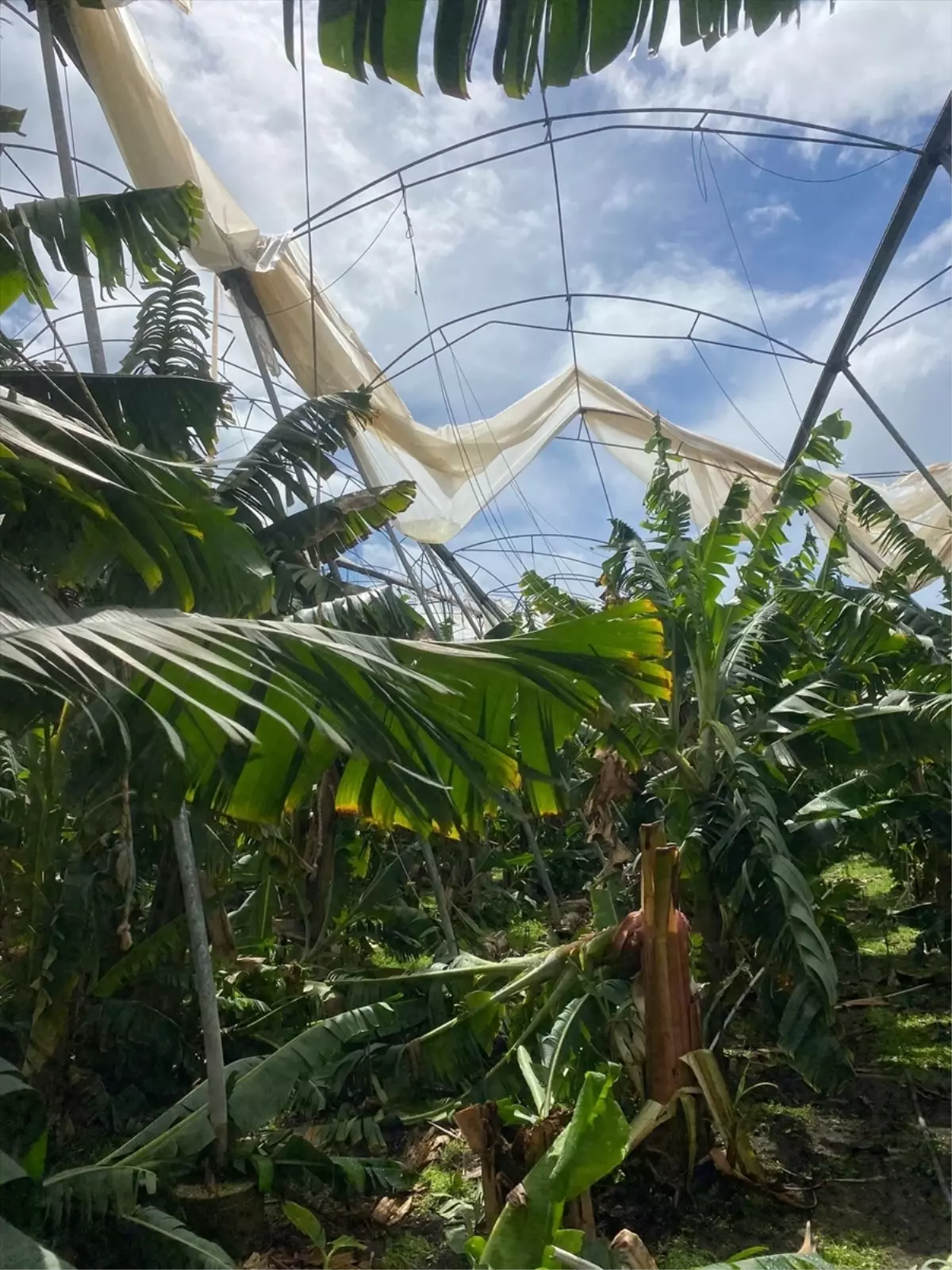 Silifke\'de Dolu ve Fırtına, Tarım Alanlarına Zarar Verdi