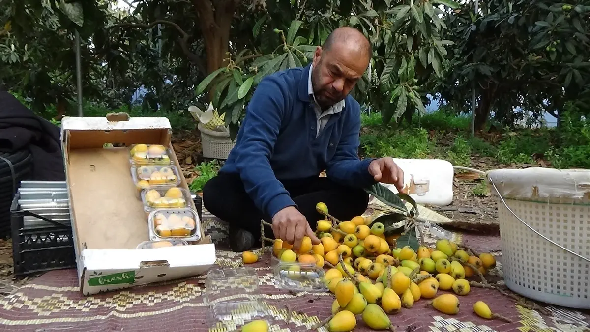 Erdemli\'de Yenidünya Hasadı Başladı