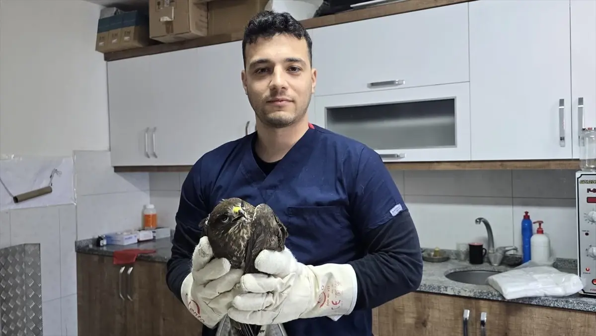 Yaralı Şahin Tedavi Altına Alındı