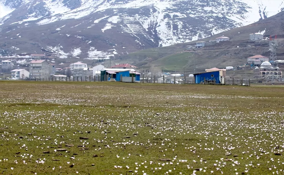 Muş Ovası\'nda Çiğdemler Açtı