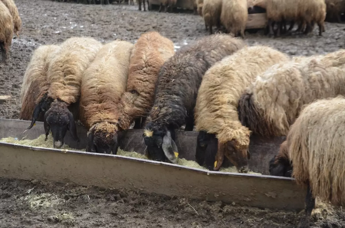 Muş\'ta Zorlu Kış Şartlarında Besicilik