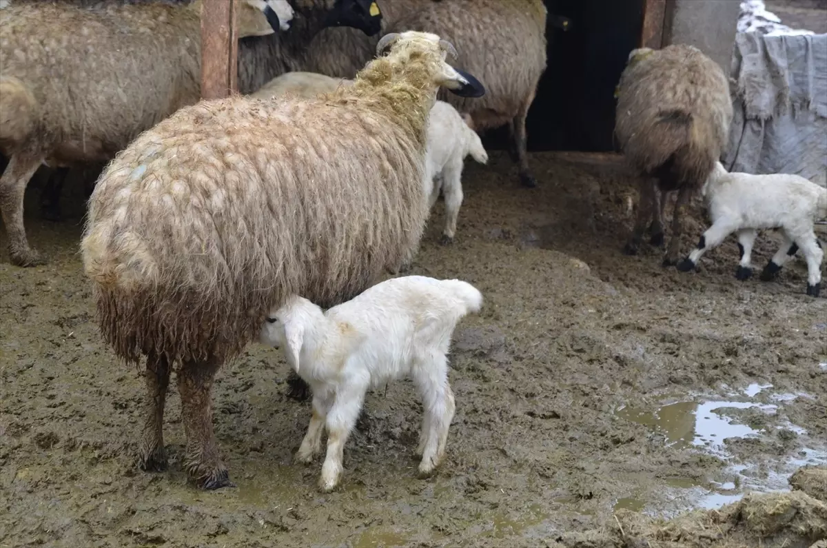Muş\'ta Kuzu ve Oğlak Doğumları Artıyor