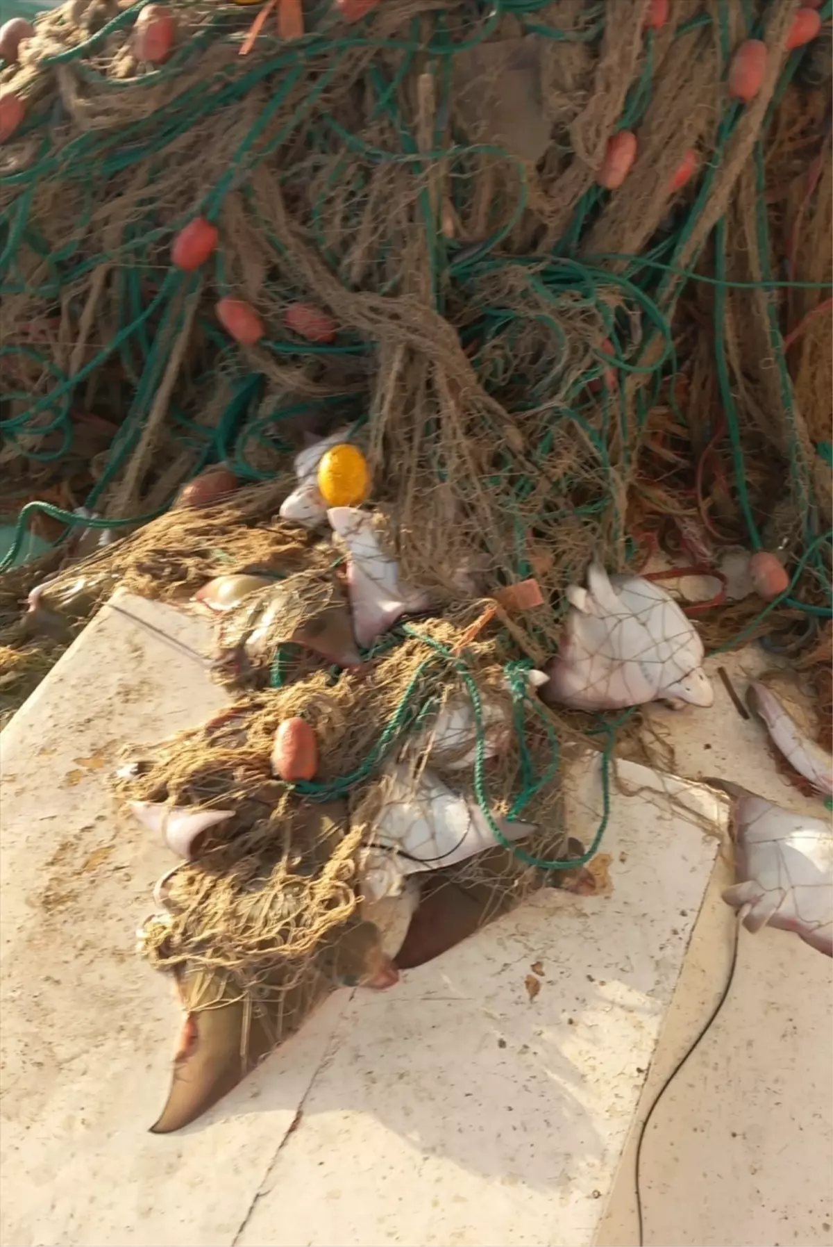 Antalya\'da Boğa Vatozu Sürüsü Yakalandı