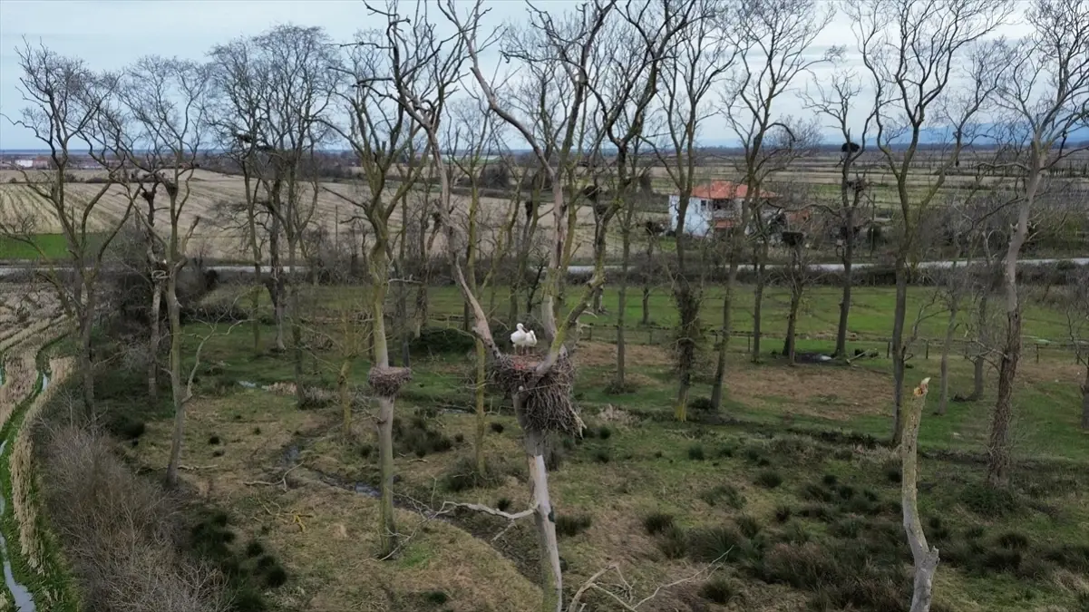 Leylekler Kızılırmak Deltası\'na Geldi