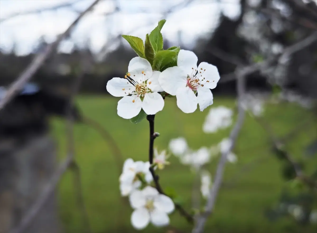 Samsun\'da Erik Ağaçları Şubat\'ta Çiçek Açtı