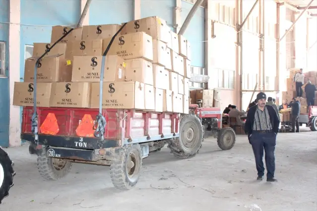 Bafra’da Tütün Alımı Devam Ediyor