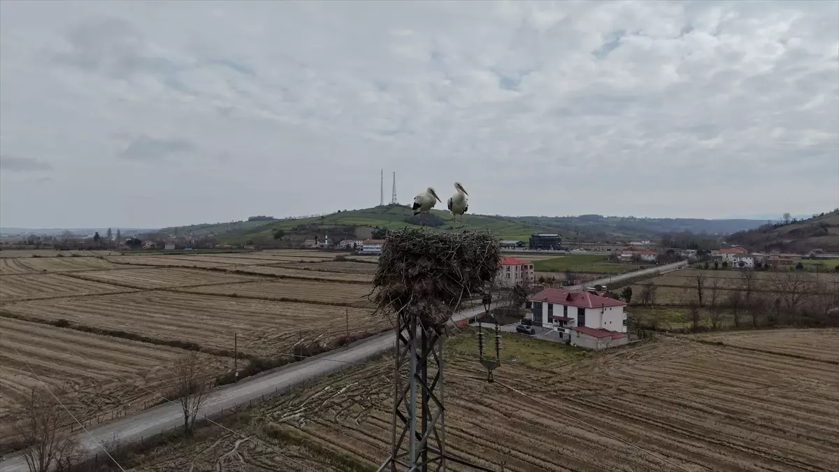 Alaçam\'da Leyleklerin Yuva Tercihi