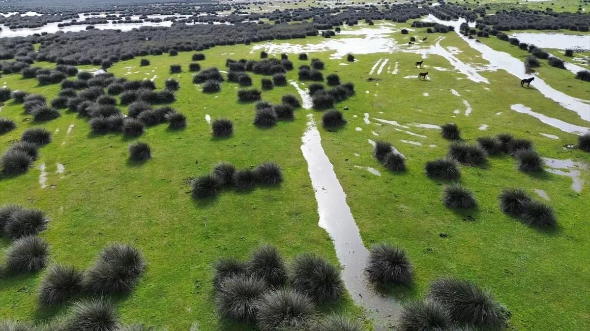 Kızılırmak Deltası\'nda Kuş Kuluçka Dönemi Başladı