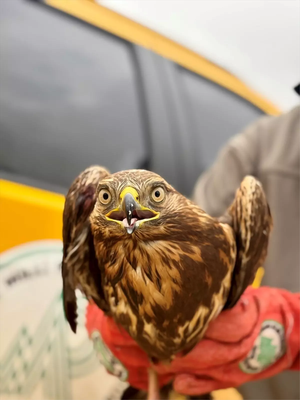 Yaralı Kızıl Şahin Tedavi Altına Alındı