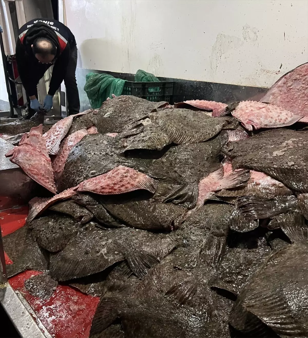 Sinop\'ta Kaçak Avcılığa Ceza