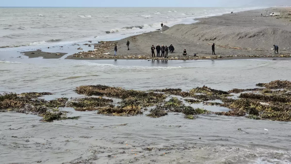 Hatay\'da Su Sümbülü Temizliği