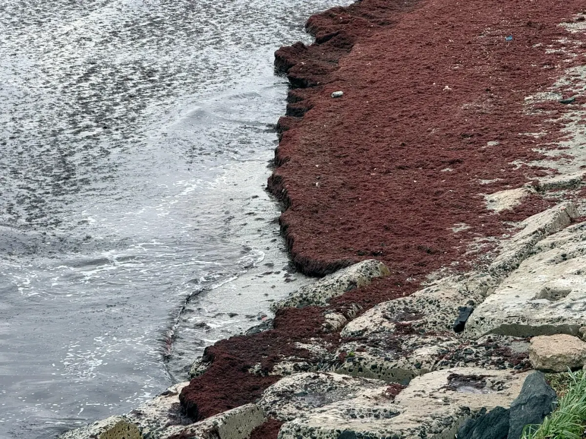 Tekirdağ Kıyılarında Kırmızı Yosun Alarmı