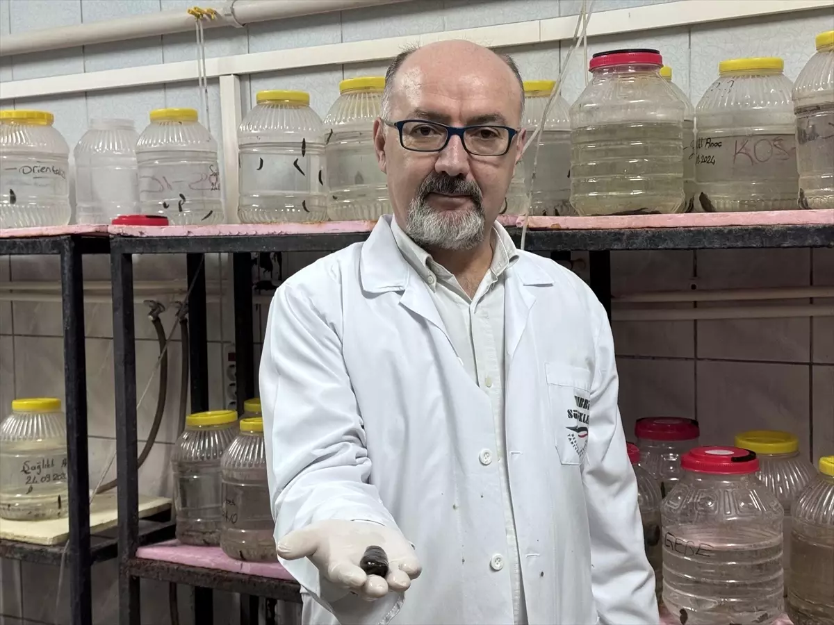 Isparta\'da Keçi Kanı ile Sülük Yetiştiriciliği