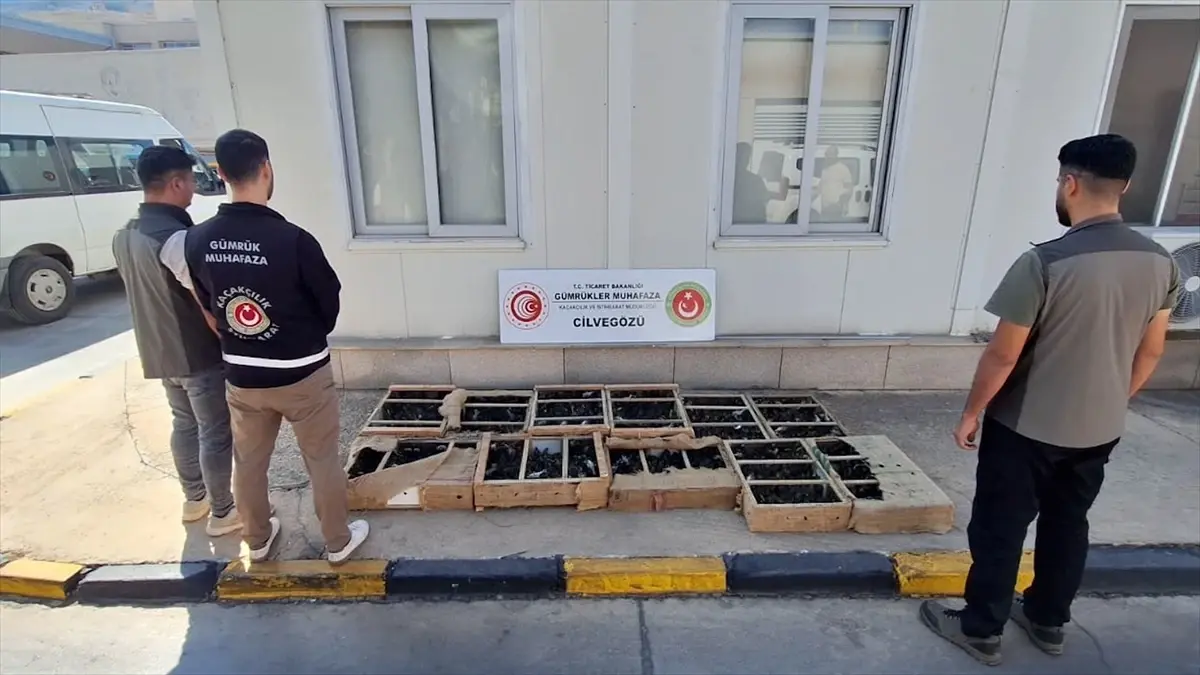 Kaçak Hayvan Operasyonları: 85 Bin Canlı Ele Geçirildi