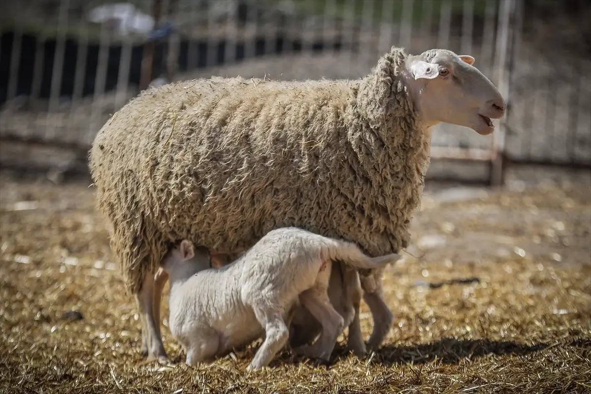 Karacabey\'de 11 Bin Kuzu Bekleniyor